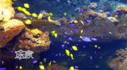 青岛极地海洋世界,探秘海洋奇观，畅游极地乐园